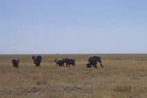 020_Serengeti