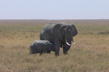 021_Serengeti