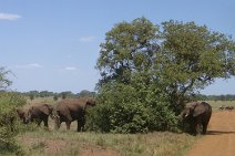 024_Serengeti