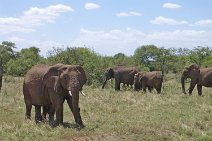025_Serengeti