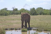 027_Serengeti